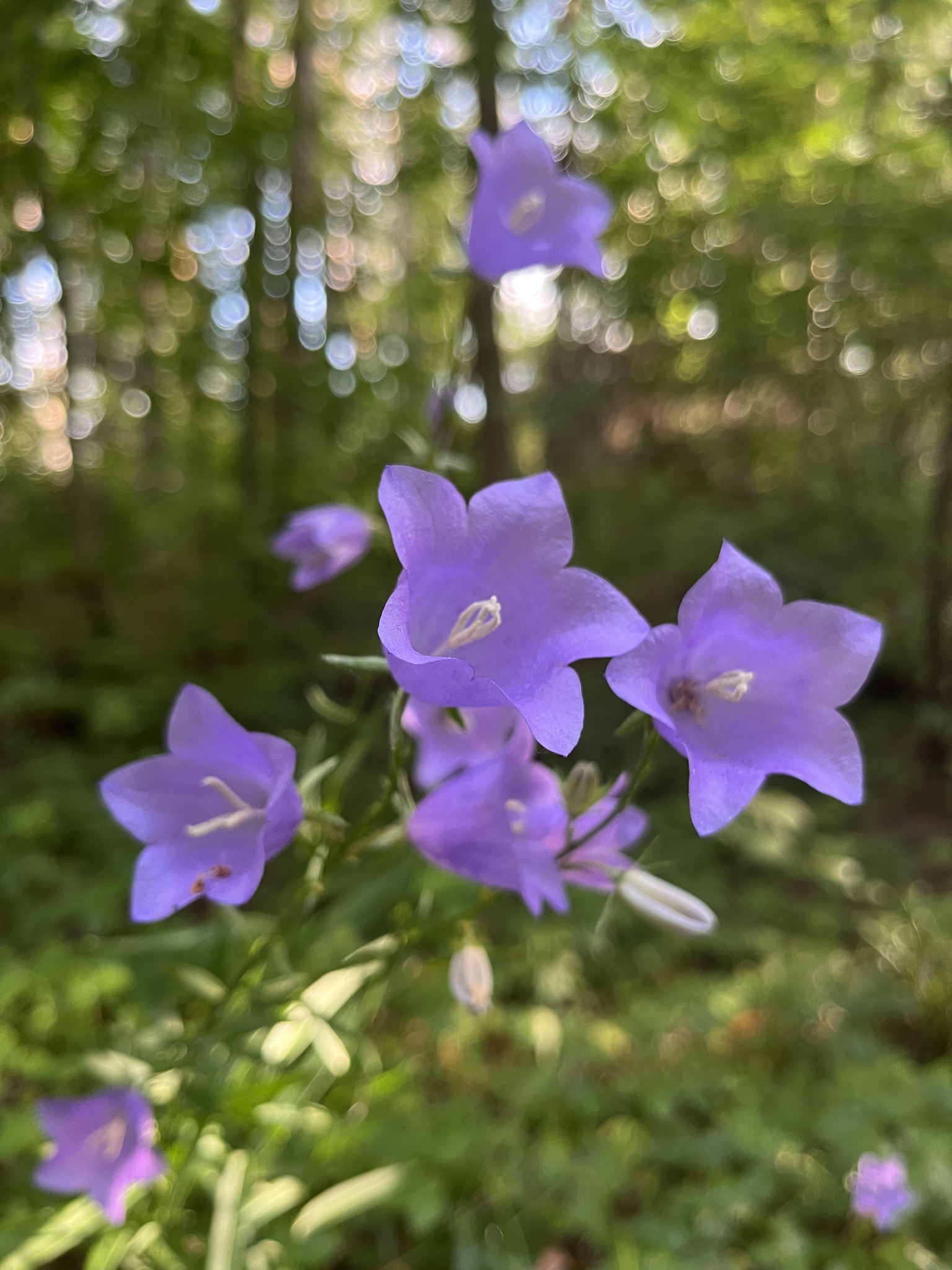 Campanula persicifolia
