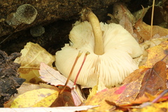 Pluteus granularis