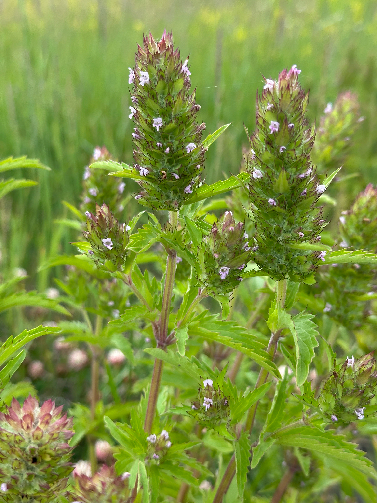 Dracocephalum parviflorum