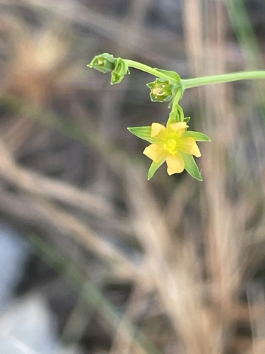 Claspingleaf St. Johnswort (Hypericum gymnanthum)