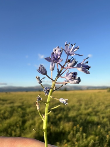 Scilla litardierei (Scilla litardierei)