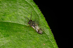Eucharitinae