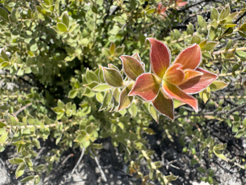Adenanthos venosus (Adenanthos venosus)