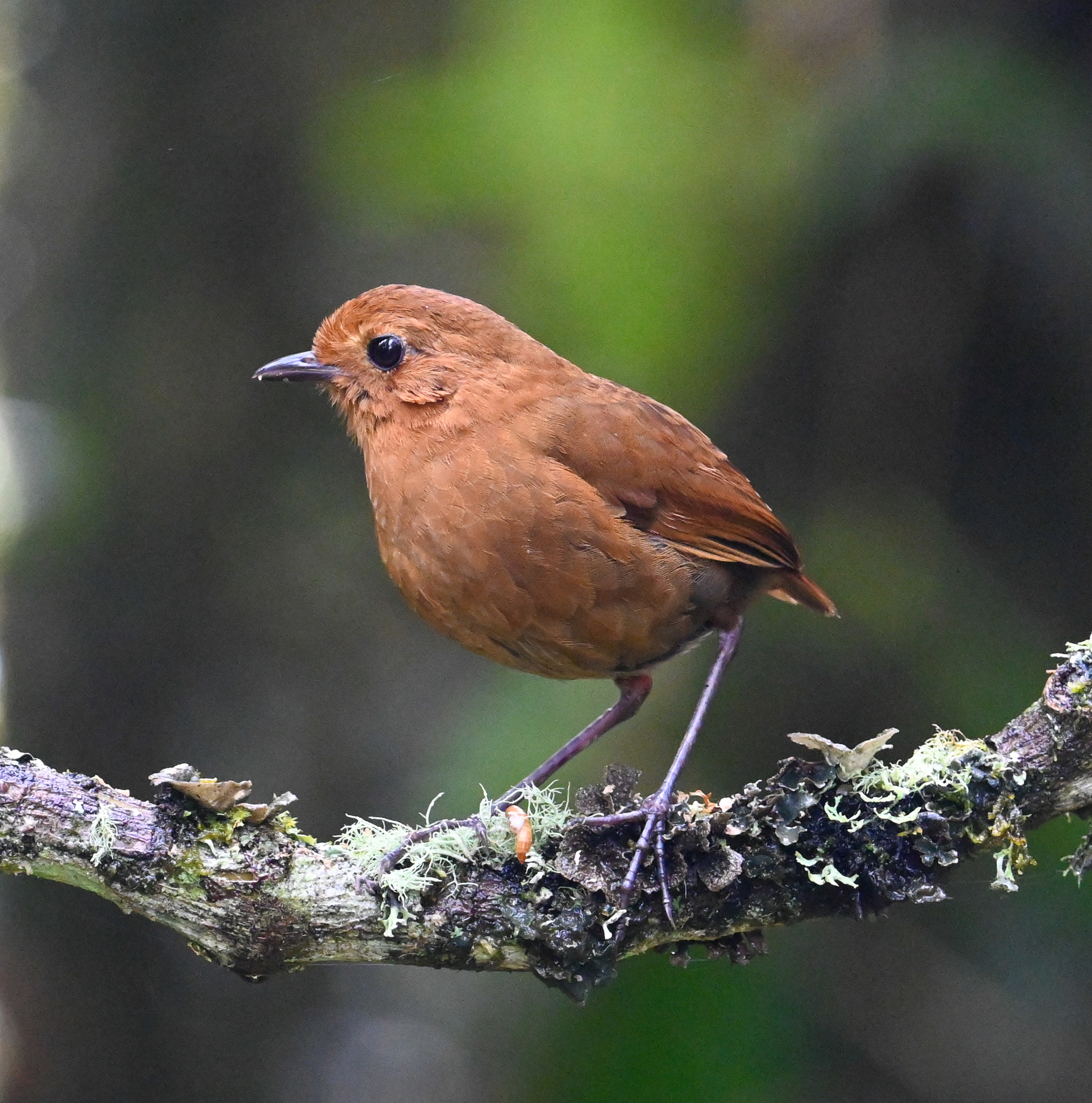 Equatorial Antpitta (Grallaria saturata), photo 8