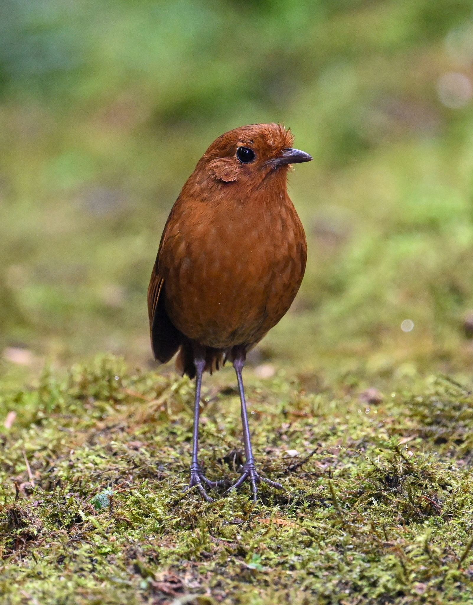 Equatorial Antpitta (Grallaria saturata), photo 7
