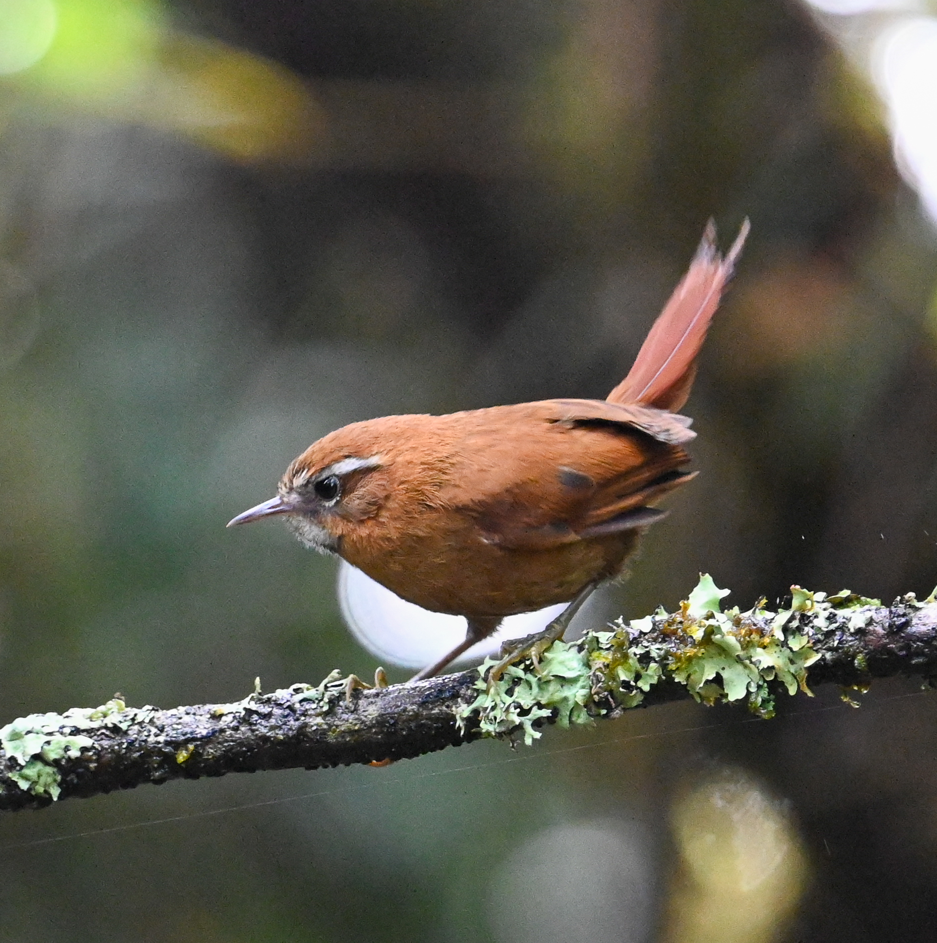 White-browed Spinetail (Hellmayrea gularis), photo 9
