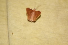 Palyas micacearia