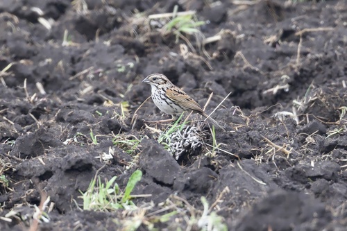 Sierra Madre Sparrow (Xenospiza baileyi), photo 8