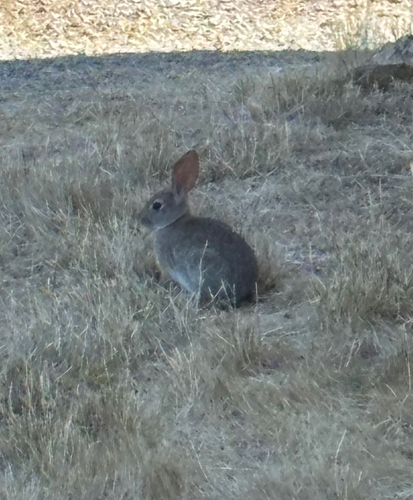iNaturalist observation photo of Brush Rabbit