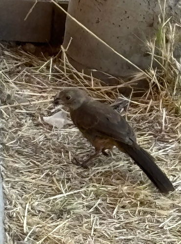 iNaturalist observation photo of California Towhee
