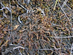 Scorpidium scorpioides