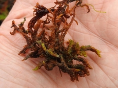 Scorpidium scorpioides