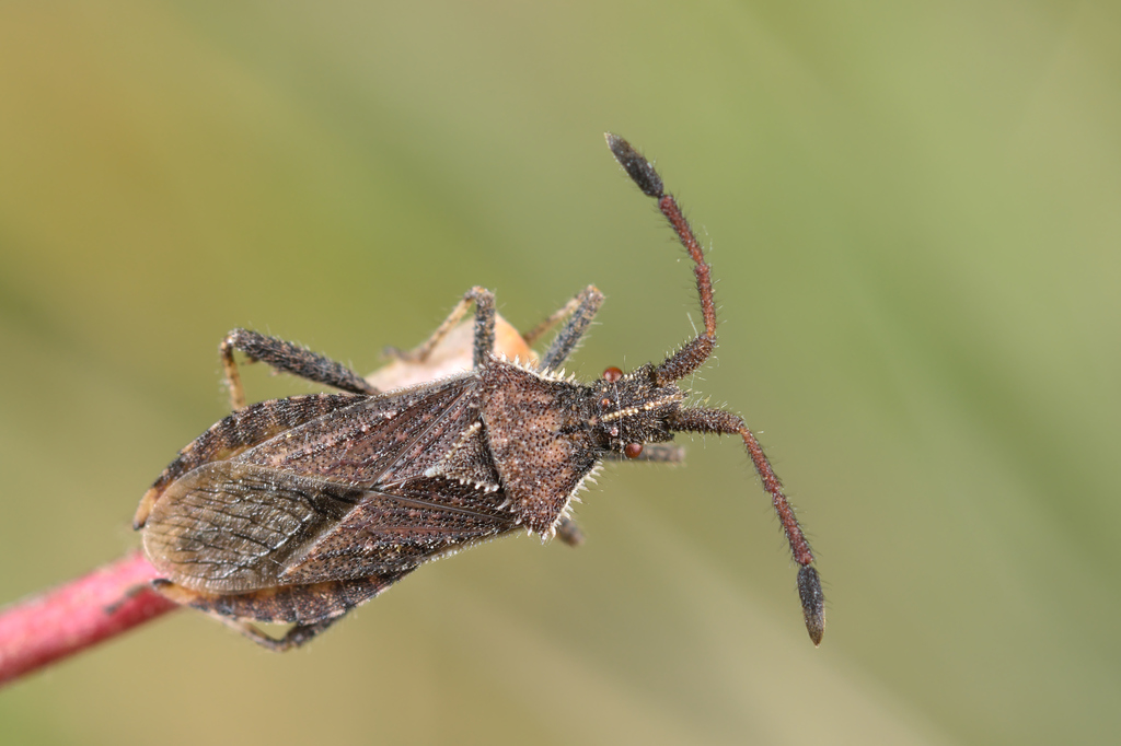 Coriomeris hirticornis