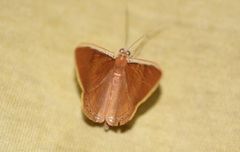 Palyas micacearia