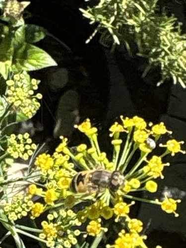 Unknown species found near S Michigan Ave, Boise, ID, US