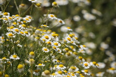 German Chamomile