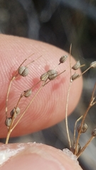 Spermolepis inermis