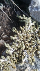 Selaginella wrightii