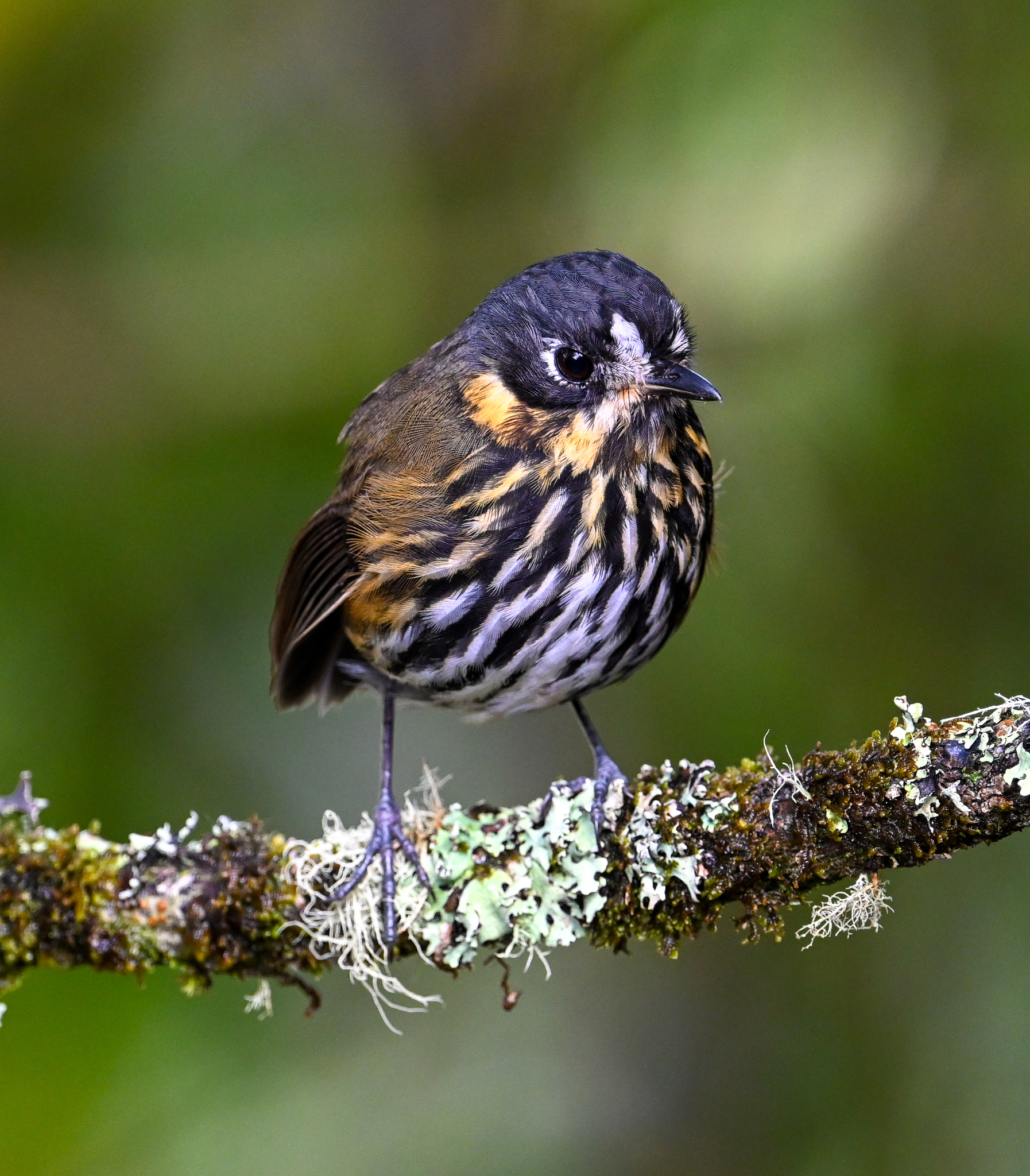 Crescent-faced Antpitta (Grallaricula lineifrons), photo 9