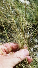 Bouteloua uniflora