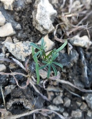 Ipomoea costellata edwardsensis