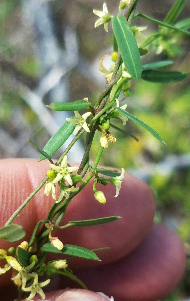 Maccart's Swallow-Wort