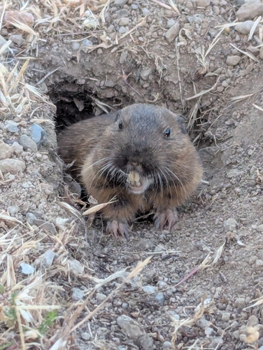 iNaturalist observation photo of Botta's Pocket Gopher
