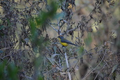 Myioborus brunniceps