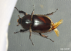 Trypoxylus dichotomus
