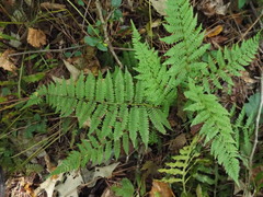 Athyrium asplenioides