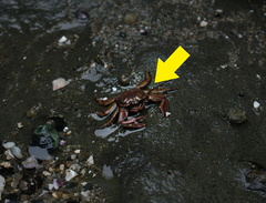Petrolisthes tuberculosus