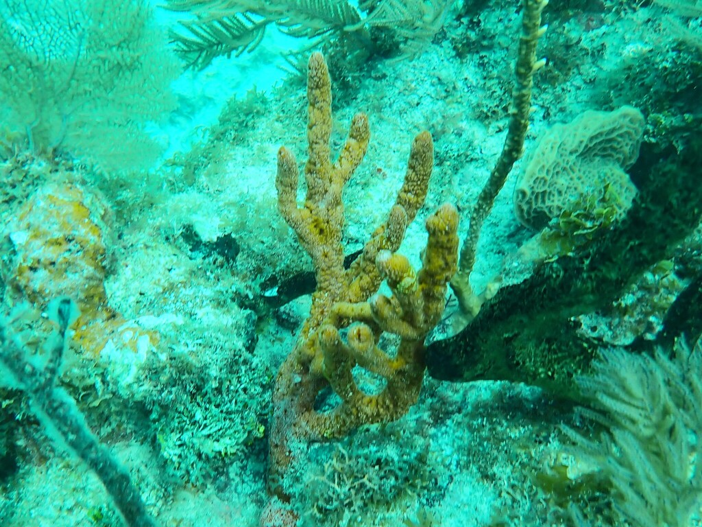 Immagine rappresentativa del genere Ptilocaulis