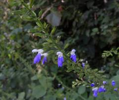 Salvia roscida