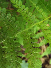 Athyrium asplenioides