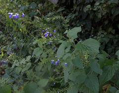 Salvia roscida