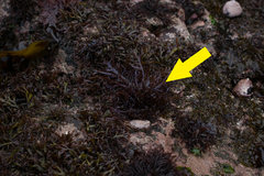 Chondracanthus chamissoi