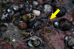 Auchenionchus variolosus