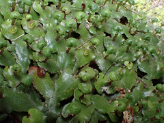 Marchantia pileata