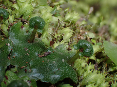 Marchantia pileata