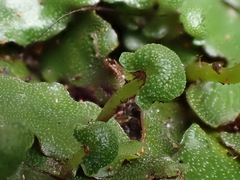 Marchantia pileata