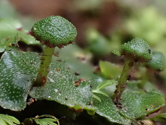 Marchantia pileata