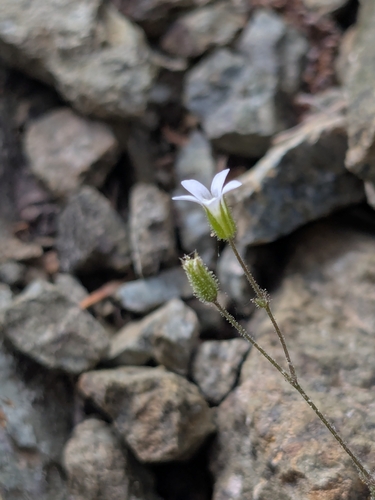Rhodian Sandwort (Arenaria rhodia)