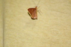 Palyas micacearia
