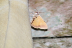Palyas micacearia