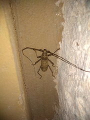 Susuacanga stigmatica