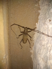 Susuacanga stigmatica