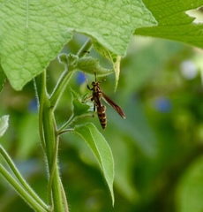 Polistes cubensis