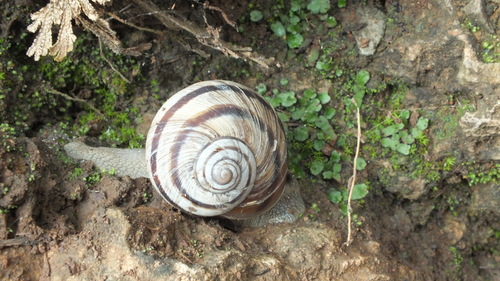 Humboldtiana regula