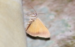 Palyas micacearia