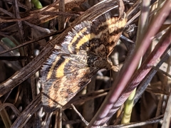 Pyrausta subsequalis